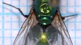 Bzučivka zelená - moucha s léčivými schopnostmi