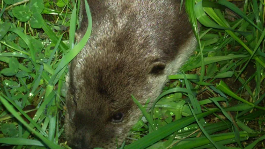 Těžce postřelenou vydru na Třeboňsku se zachránit nepovedlo