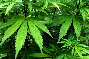 Prodej léčebného konopí ze Slušovic brzdí elektronické recepty