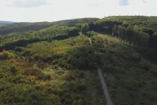 Lesy ČR obnoví další část Ždánického lesa. Kritika zvoleného přístupu od ochránců přírody ale trvá
