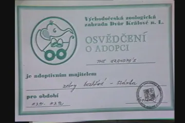 30 let zpět: Adopce zvířat v Zoo Dvůr Králové