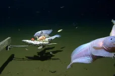 Hlouběji rybu nikdy nikdo neviděl. Vědci pozorovali terčice osm kilometrů pod hladinou