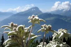 Alpským bylinám hrozí kvůli tání ledovců vyhynutí, varují vědci