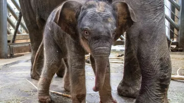 Sloní samička se narodila 9. května