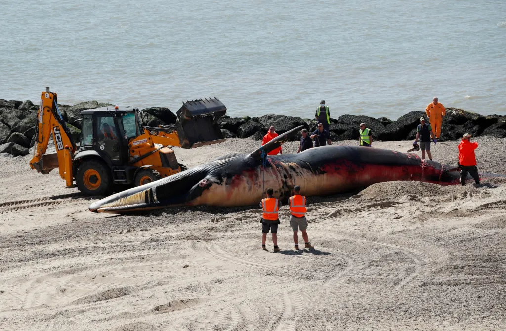 Obyvatelé Clacton-on-Sea v hrabství Essex v Británii objevili na pláži mrtvou velrybu. Přivolaní odborníci poté začali s odstraňováním těla z pláže