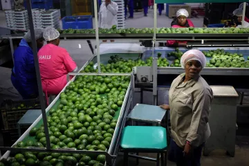 Svět touží po „zeleném zlatě“. Jihoafričtí zemědělci přežili díky avokádu i stoleté sucho