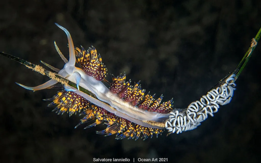 1. místo v kategorii Nudibranchs: Spawning od Salvatore Ianniello