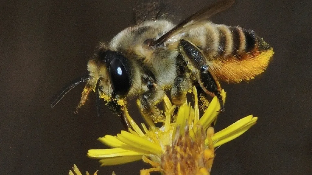 Čalounice druhu Megachile lagopoda