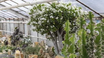 Sbírkový skleník Výstaviště Flora, Olomouc