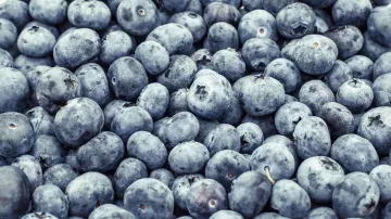 Na borůvkové farmě sklidí až 30 tun plodů denně