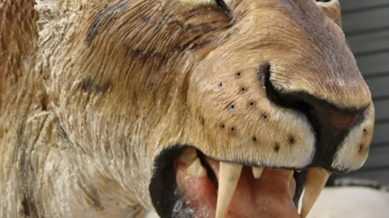 Dýkozubec – rekonstrukce