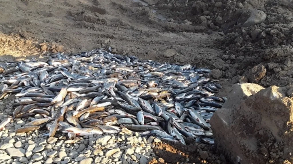 Uhynulé ryby z řeky Bečvy