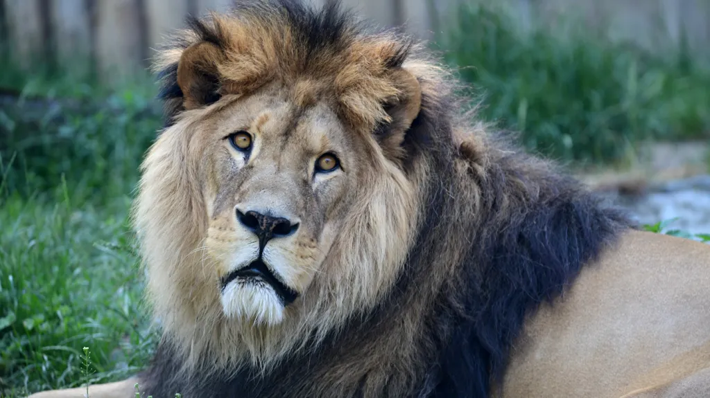 Lev Šimon v olomoucké zoo