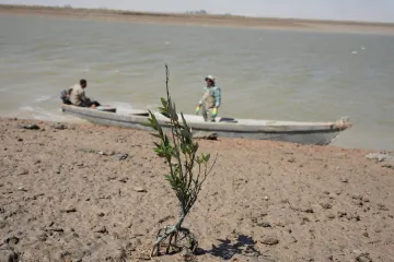 Mangrovníkové lesy v Iráku mají pomoct v boji s klimatickými změnami 