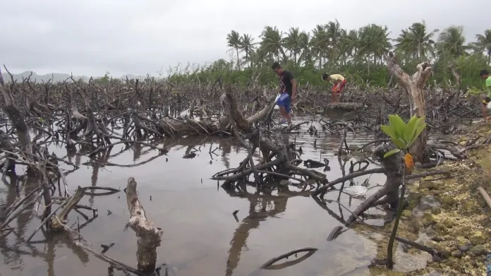 Kokosová plantáž zničená tajfunem Haiyan