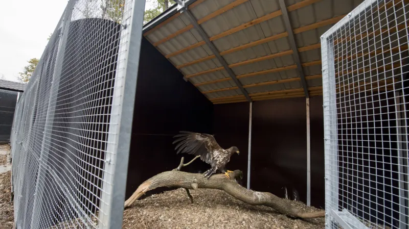 Záchranná stanice pro zraněná zvířata v Poděbradech