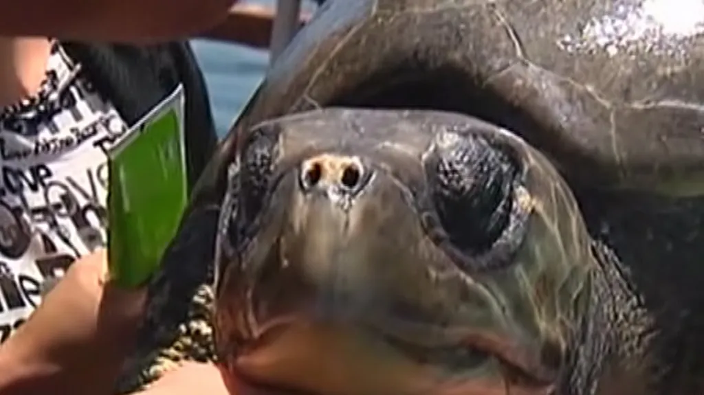 Chilští rybáři zachránili mořskou želvu