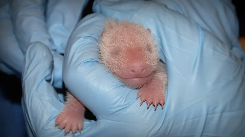 Mládě pandy Mei Xiang se těší dobrému zdraví