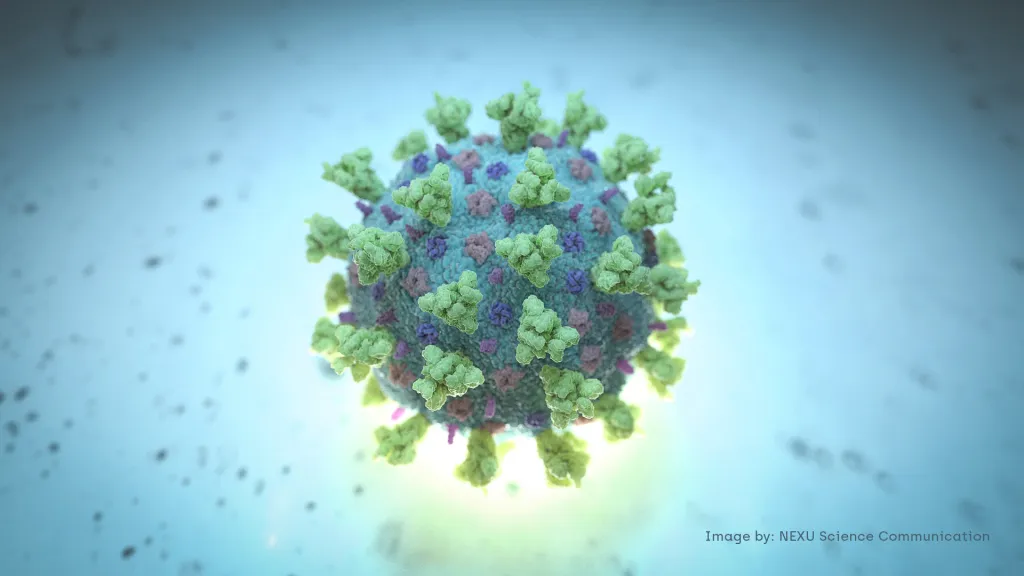 Model virus SARS-CoV-2