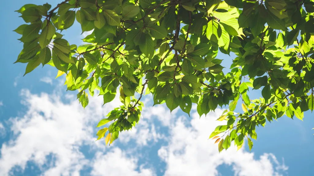 Ilustrační snímek