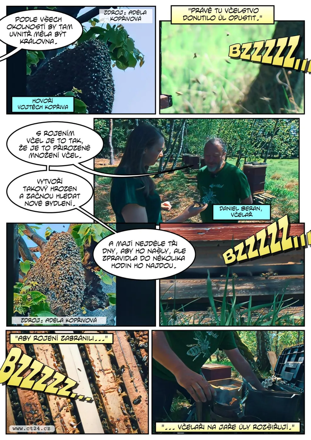 Včely se rojí, ne vždy musí vyjet hasiči