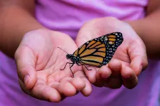 Zemí nejbohatší na motýly je Kolumbie. Podle nové zprávy je to naděje i hrozba