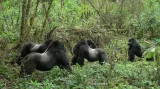 Horské Gorily v rezervaci