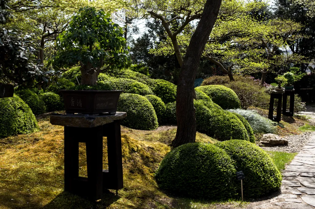 Botanická zahrada v Troji dlouhodobě spolupracuje s japonským velvyslanectvím a současně s odborníky na kulturu japonských zahrad. Zdejší Japonská zahrada patří k těm nejkrásnějším v České republice
