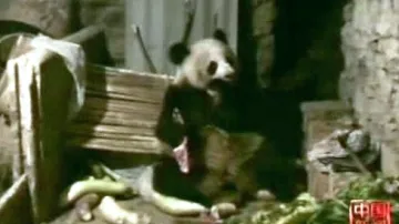 Panda se krmí masem