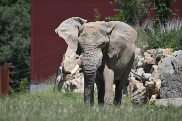 Samec slona ze zlínské zoo bude muset jinam. Po jeho útoku uhynula samice