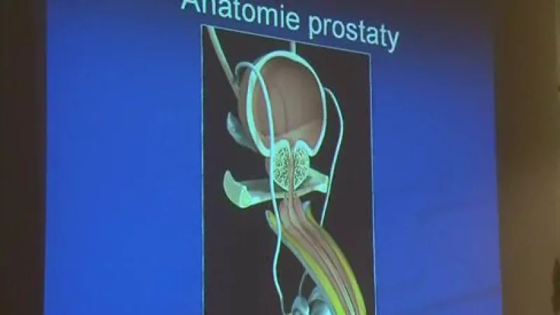 Anatomie prostaty