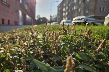 Studentka v Olomouci našla řadu nezaznamenaných rostlin