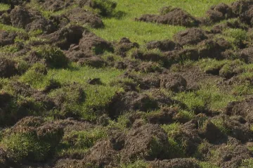 Divočáci rozryli v Brně fotbalový trávník, škody jdou do statisíců korun