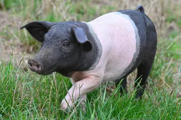 Geneticky významná plemena zvířat se v Česku chrání v chovech i kryobankách