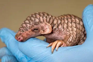 V pražské zoo se narodilo už druhé mládě luskouna