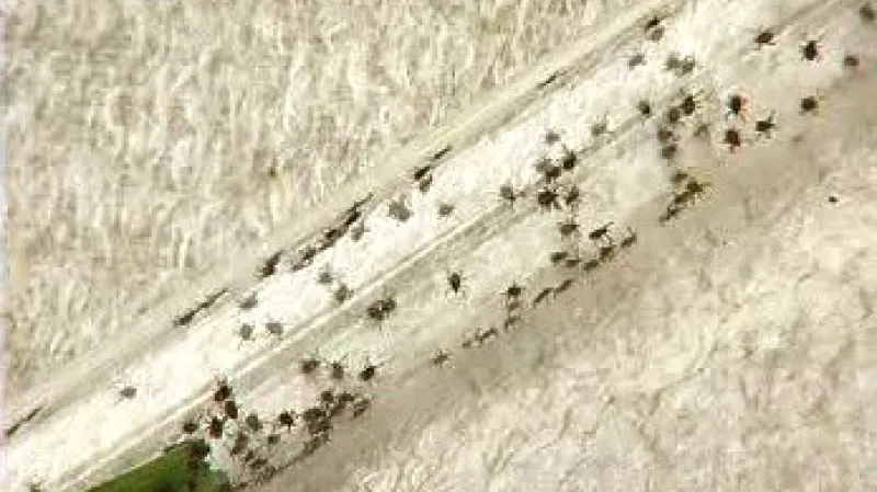 Zkumavka s klíšťaty