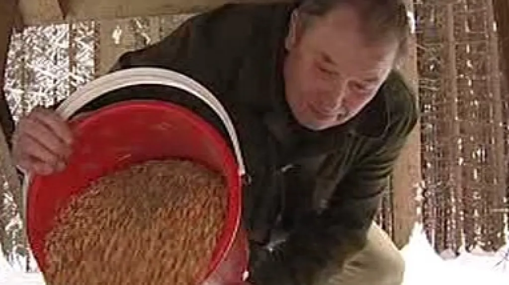 Myslivec sype krmení