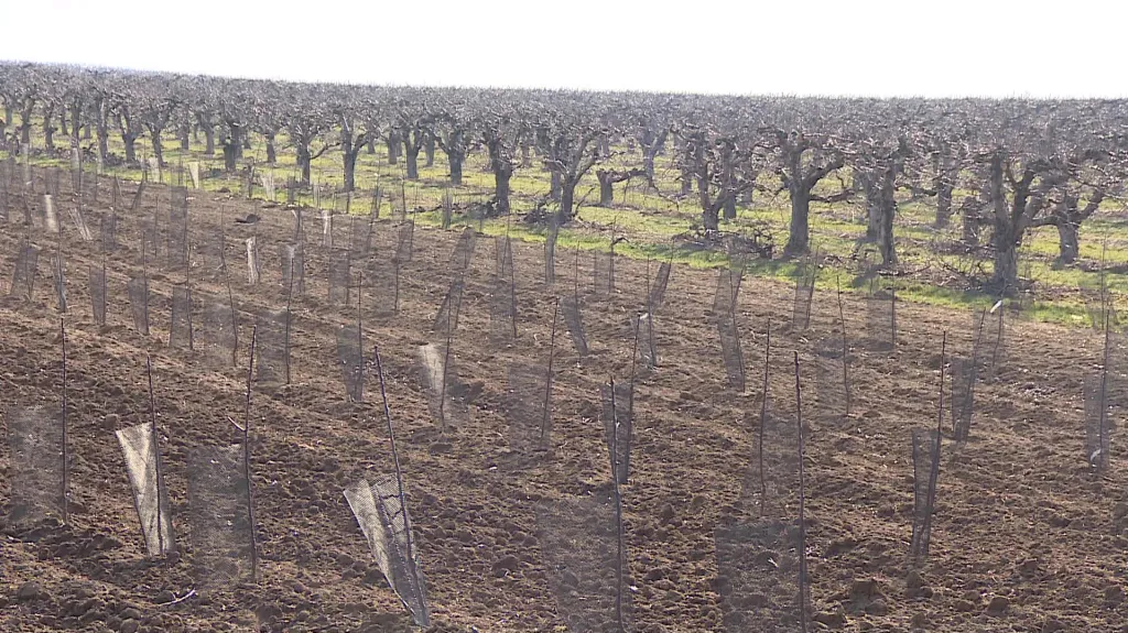 Ze sadu ve Starém Lískovci zmizely dvě stovky jabloní