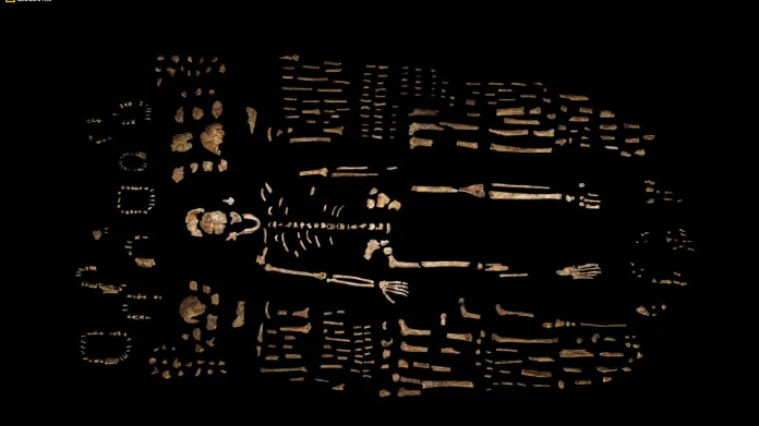 Kosterní pozůstatky - Homo naledi