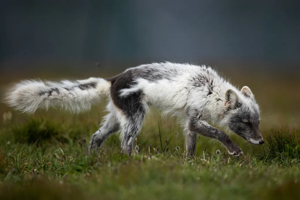 Lovci, kteří hledali bílou kožešinu, lišky v celé Skandinávii téměř vyhubili