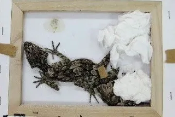 Australané zadrželi vzácné gekony směřující do Česka