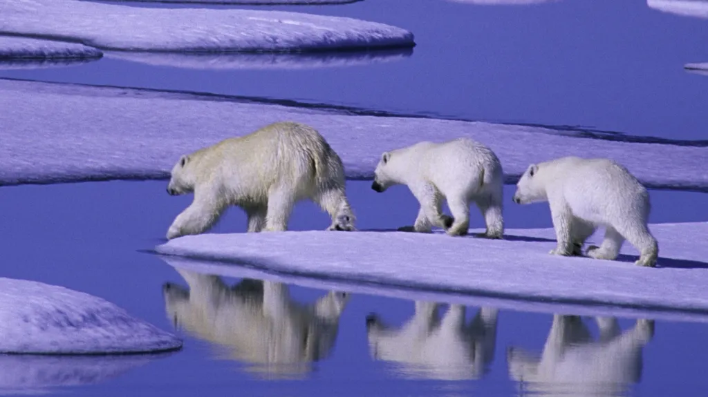 Úbytek ledu škodí i ledním medvědům