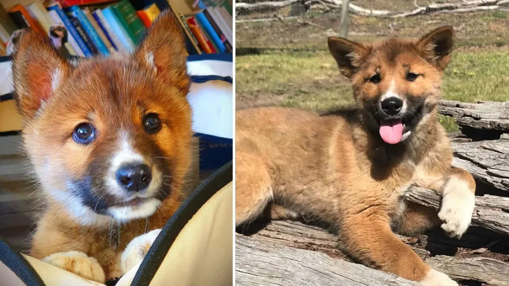 Dingo Wandi