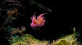 Makrofotografie kompaktním fotoaparátem: "A Hairy Shrimp in the Air"