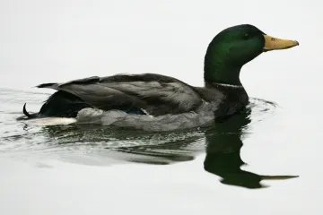 Ptačí chřipka je v Česku. Odpovědi na deset základních otázek