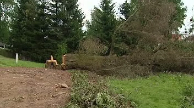 V Jetřichově na Broumovsku někdo schválně poškodil desítky let staré, ale naprosto zdravé stromy.