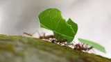 Mravenci Atta