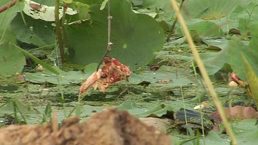 Návnada na krokodýla