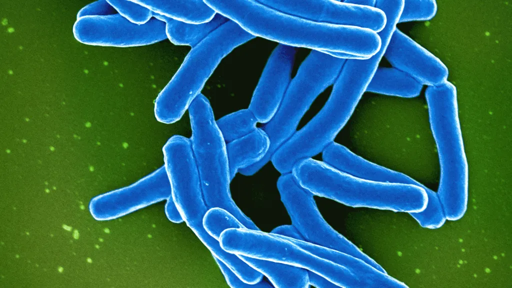 Bakterie Mycobacterium tuberculosis, proti níž se používá antibiotikum rifampicin