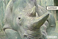 Nosorožec bílý severní už nemá žijící samce. I českým přičiněním ale může být zachráněn